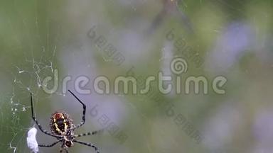 蜘蛛(Argiope trifasciata)与苍蝇一起裂开。 第五部分：蜘蛛修复受损的部分